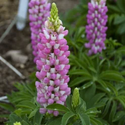 Mini Gallery™ Pink Bicolor Lupine