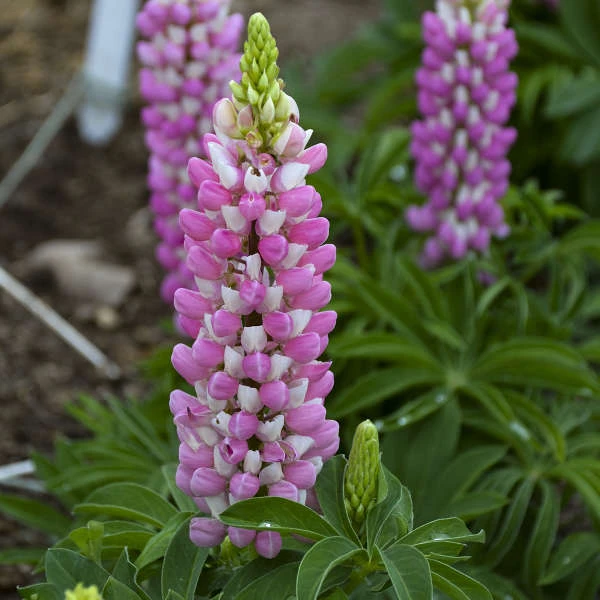 Mini Gallery™ Pink Bicolor Lupine 1 Mini Gallery™ Pink Bicolor Lupine