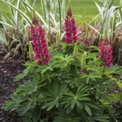 Mini Gallery™ Red Lupine -Great Garden Plants Shop 716 Mini Gallery Red Lupine 1