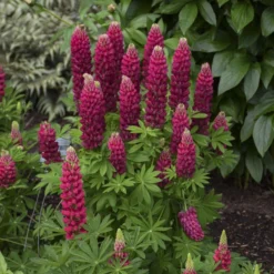 Mini Gallery⢠Red Lupine