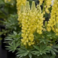 Great Garden Plants Shop 9 Mini Gallery™ Yellow Lupine