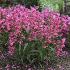 Bejeweled™ 'Pink Pearls' Beardtongue -Great Garden Plants Shop 7206b84fdb86834eddf508c792f96850