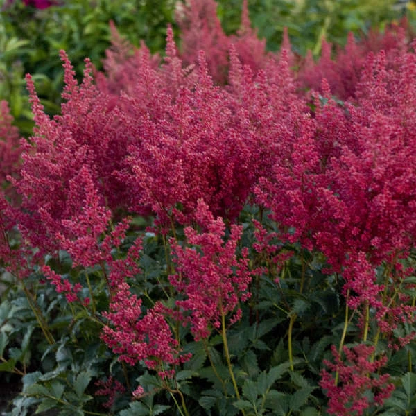 'Montgomery' Astilbe 1 'Montgomery' Astilbe