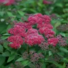 Double Play® Red Spirea