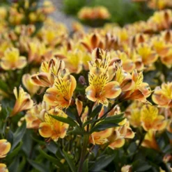 'Summer Breeze' Peruvian Lily