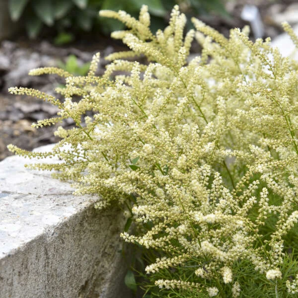 'Fairy Hair' Goatsbeard 2 'Fairy Hair' Goatsbeard - Image 2