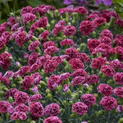 Fruit Punch® 'Cherry Vanilla' Dianthus 10 Fruit Punch® 'Cherry Vanilla' Dianthus -Great Garden Plants Shop 81d7159126c580268486974f54a7b312