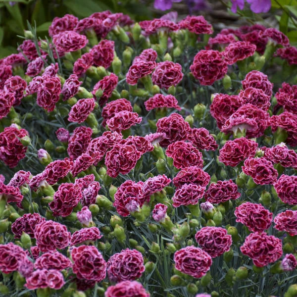Fruit Punch® 'Cherry Vanilla' Dianthus 5 Fruit Punch® 'Cherry Vanilla' Dianthus - Image 5