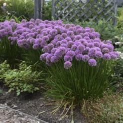 'Millenium' Allium 9 'Millenium' Allium -Great Garden Plants Shop 84c55f6ee83f67044b932c16a12b7178
