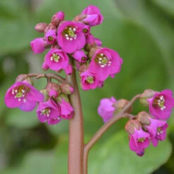 'Winterglut' Pigsqueak -Great Garden Plants Shop 8547f607750c9dd0a436936bfb38d76f