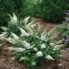 Pugster White® Butterfly Bush