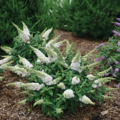 Pugster White® Butterfly Bush