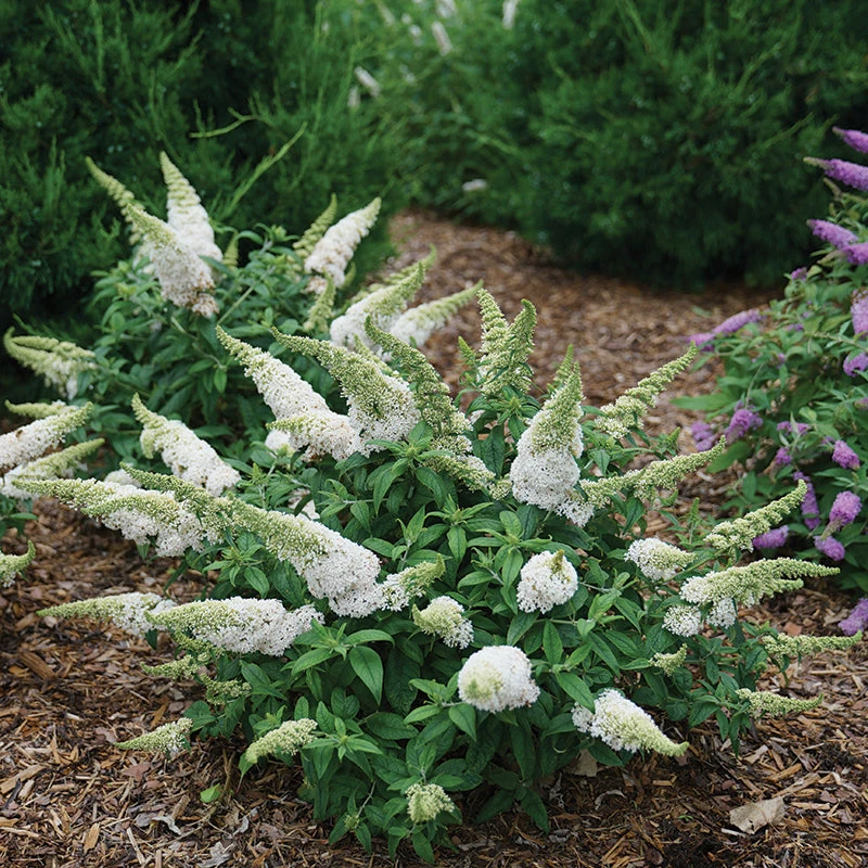 Pugster White® Butterfly Bush 1 Pugster White® Butterfly Bush