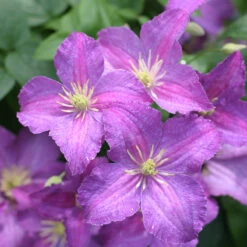 Jolly Good™ Clematis 6 Jolly Good™ Clematis -Great Garden Plants Shop 859 4168 popup