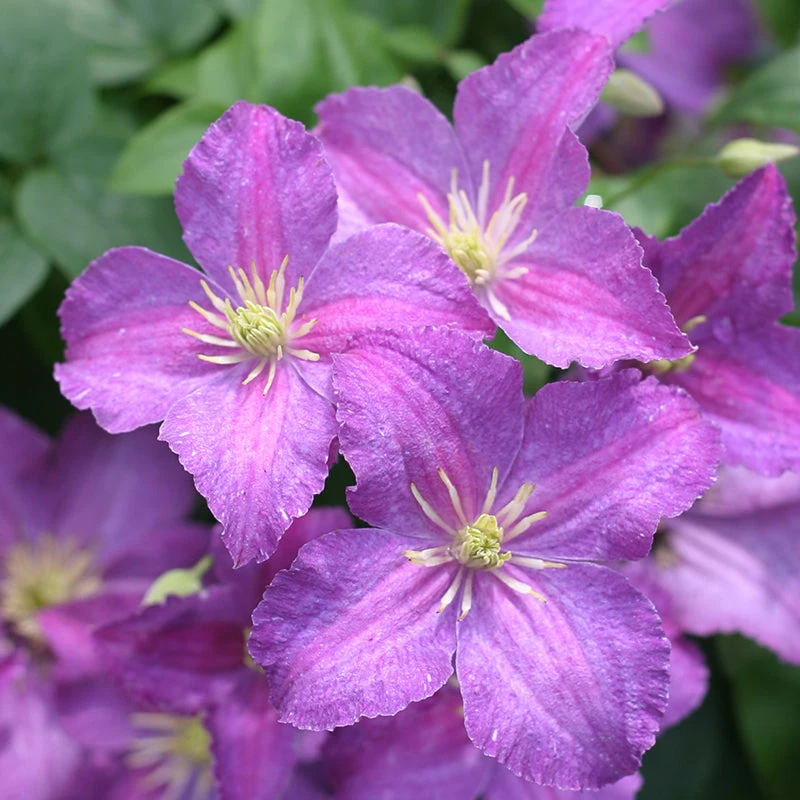 Jolly Good™ Clematis 3 Jolly Good™ Clematis - Image 3