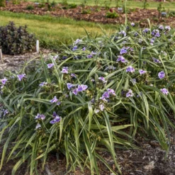 'Webmaster' Spiderwort 6 'Webmaster' Spiderwort -Great Garden Plants Shop 88705ec5361d203d455270bdb04ad016