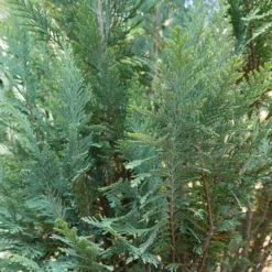 Pinpoint® Blue False Cypress -Great Garden Plants Shop 896 4157 popup