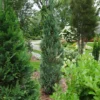 Pinpoint® Blue False Cypress