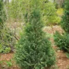 Pinpoint® Blue & Gold False Cypress