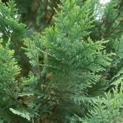 Pinpoint® Blue & Gold False Cypress 8 Pinpoint® Blue & Gold False Cypress -Great Garden Plants Shop 897 4178 popup
