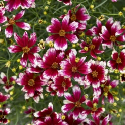 Great Garden Plants Shop -Great Garden Plants Shop 8a353377499e58351fc357abc8abb2e9