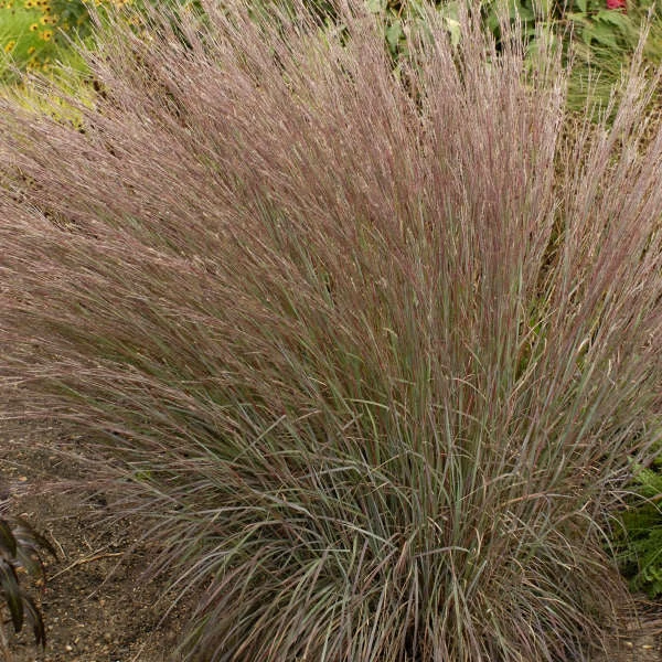 Blue Heaven® Little Bluestem 2 Blue Heaven® Little Bluestem - Image 2