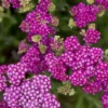 'Firefly Fuschia' Yarrow