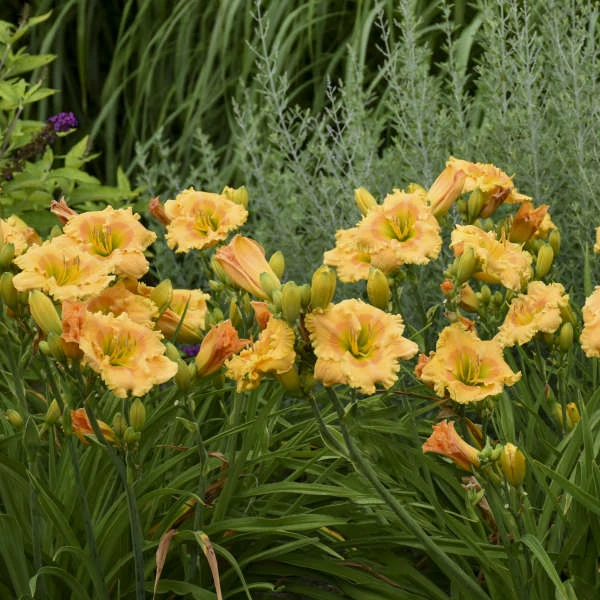 Rainbow Rhythm® 'Orange Smoothie' Daylily 2 Rainbow Rhythm® 'Orange Smoothie' Daylily - Image 2