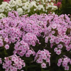 Luminary™ 'Opalescence' Phlox 8 Luminary™ 'Opalescence' Phlox -Great Garden Plants Shop 97eb822f201cd96f5088c7eb4d264472