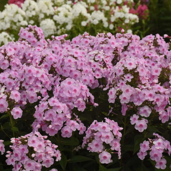 Luminary™ 'Opalescence' Phlox 4 Luminary™ 'Opalescence' Phlox - Image 4