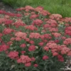 'Firefly Red Pop' Yarrow