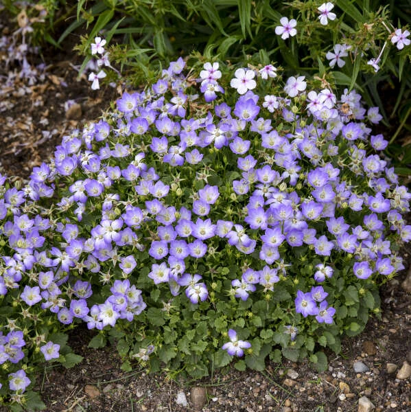 Mini Marvels™ Twilight Bellflower 2 Mini Marvels™ Twilight Bellflower - Image 2