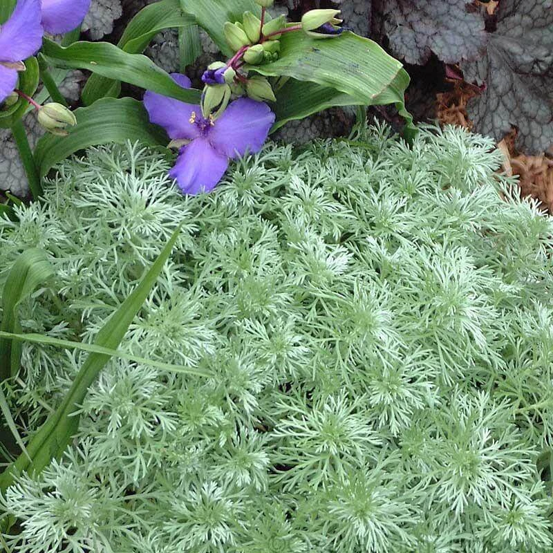 'Silver Mound' Wormwood 2 'Silver Mound' Wormwood - Image 2