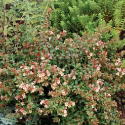 Sunny Anniversary® Abelia -Great Garden Plants Shop Abelia Sunny Anniversary 3 P