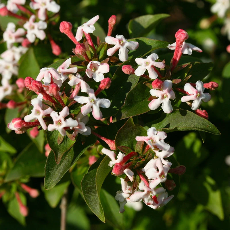 Sweet Emotion® Abelia 3 Sweet Emotion® Abelia - Image 3