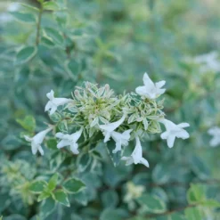 Mucho Gusto™ Abelia 6 Mucho Gusto™ Abelia -Great Garden Plants Shop AbeliaMuchoGustoP1218145 1080x1080 42faef0