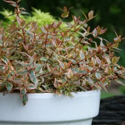 Tres Amigos™ Abelia -Great Garden Plants Shop AbeliaTresAmigosDSC07008 800x800 75e6e98