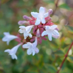 Brilliantina™ Abelia -Great Garden Plants Shop Abelia Brilliantina P1238965 1080x1080 090d437