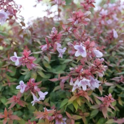 Poco Loco™ Abelia -Great Garden Plants Shop Abelia Poco Loco P1218426 1080x1080 1b883b5