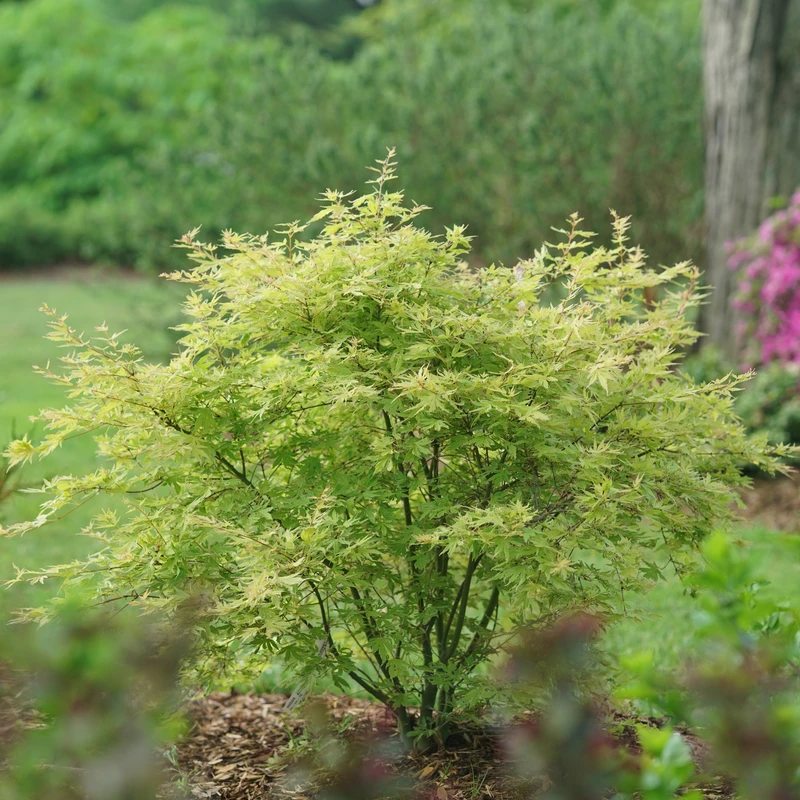 Metamorphosa™ Japanese Maple 2 Metamorphosa™ Japanese Maple - Image 2