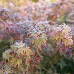 Metamorphosa™ Japanese Maple 6 Metamorphosa™ Japanese Maple -Great Garden Plants Shop AcerMetamorphosaP1116890 800x800 1806549