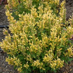 Poquito™ Butter Yellow Hummingbird Mint 5 Poquito™ Butter Yellow Hummingbird Mint -Great Garden Plants Shop Agastache Poquito Butter Yellow 3 P