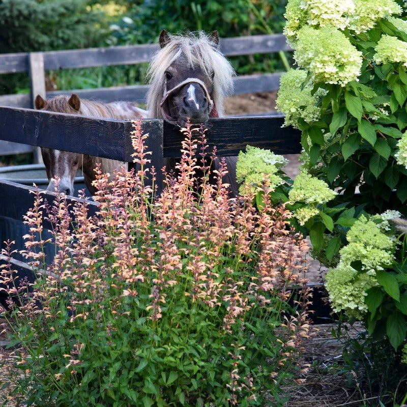 Meant To Bee™ Queen Nectarine Hummingbird Mint 2 Meant To Bee™ Queen Nectarine Hummingbird Mint - Image 2