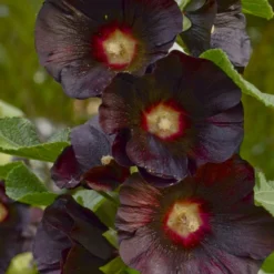 'Blacknight' Hollyhock -Great Garden Plants Shop Alcearosea Blacknight 0001lowres