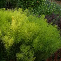 Threadleaf Bluestar 10 Threadleaf Bluestar -Great Garden Plants Shop Amsonia hubrichtii foliage june