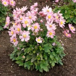 Satin Doll™ 'Glow' Japanese Anemone -Great Garden Plants Shop Anemone Satin Doll Glow 1 400x400 1