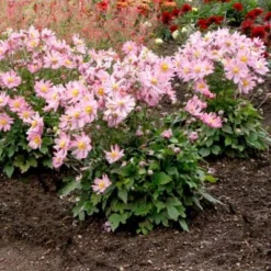 Satin Doll™ 'Glow' Japanese Anemone -Great Garden Plants Shop Anemone Satin Doll Glow 3 400x400 1