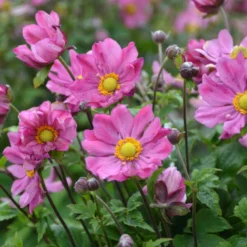 'Curtain Call Deep Rose' Japanese Anemone -Great Garden Plants Shop Anemone CurtainCallDeepRose JapaneseAnemone 1
