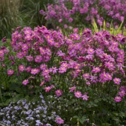 'Curtain Call Deep Rose' Japanese Anemone -Great Garden Plants Shop Anemone CurtainCallDeepRose JapaneseAnemone 2
