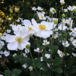 'Honorine Jobert' Japanese Anemone